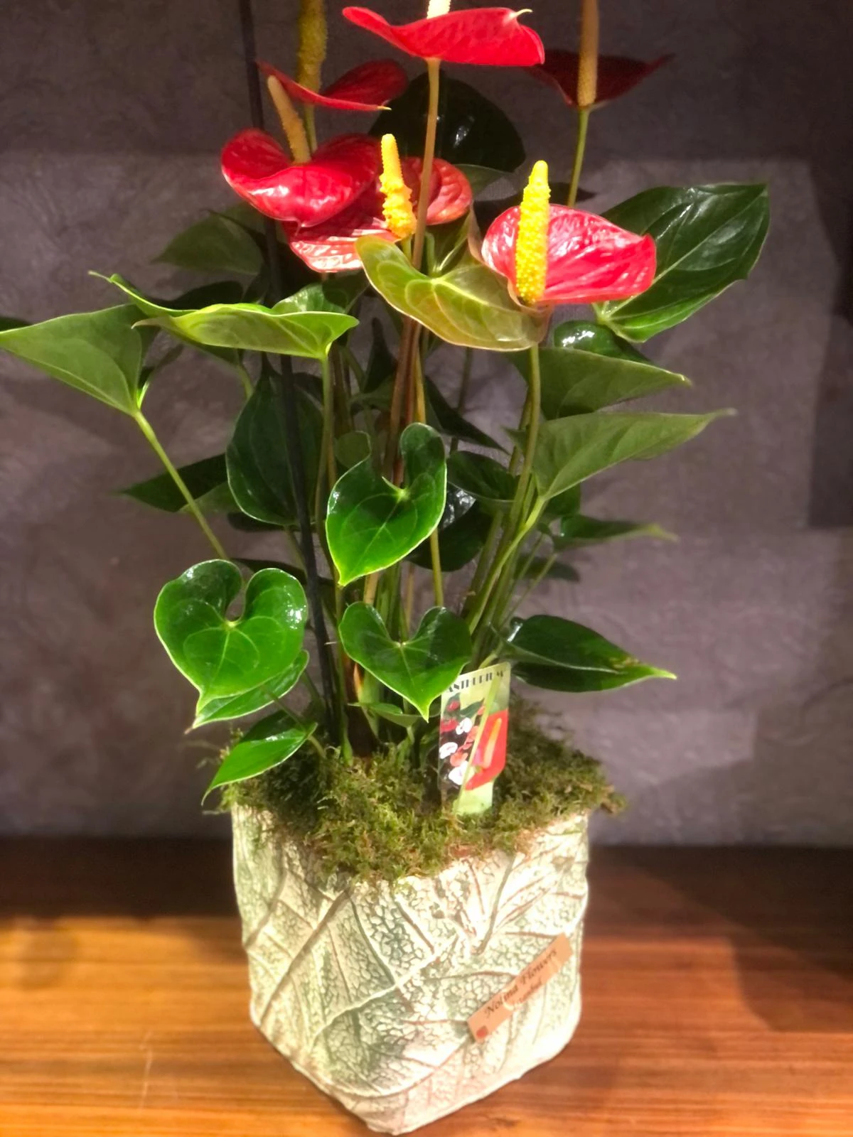 Antoryum (Anthurium)