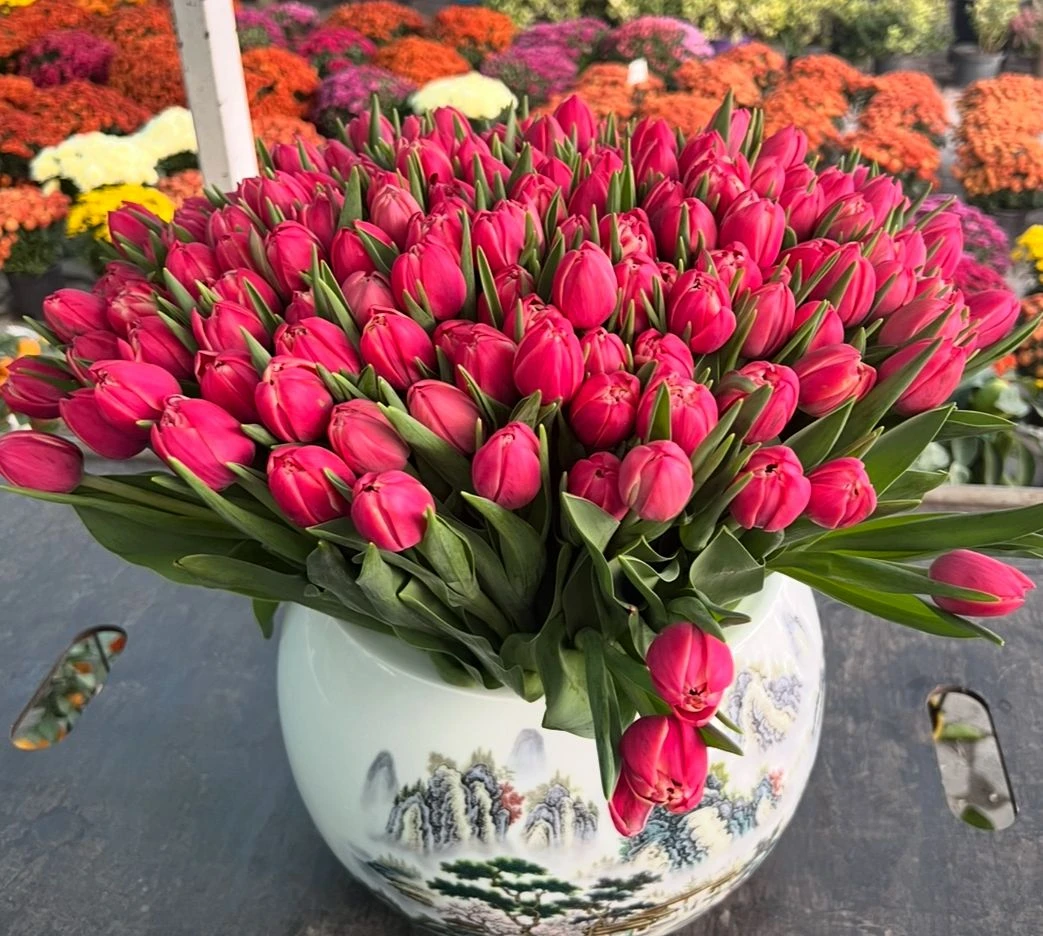 Garden tulip