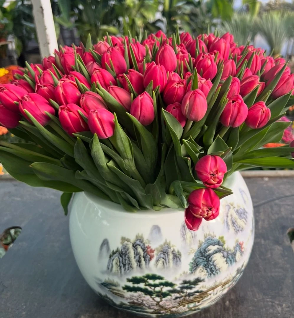 Garden tulip